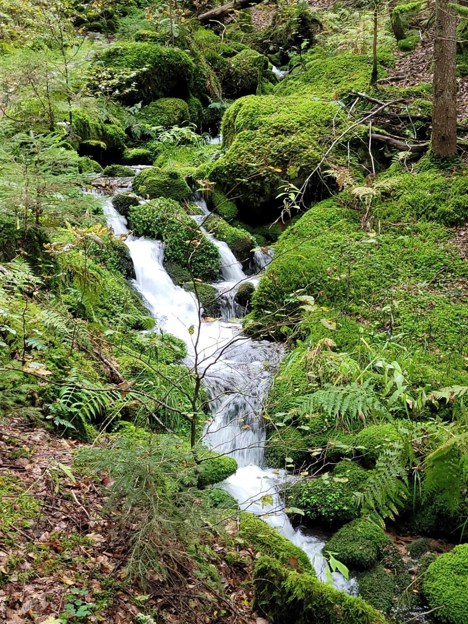 Blick In Den Garten Holzschlag Экстерьер фото